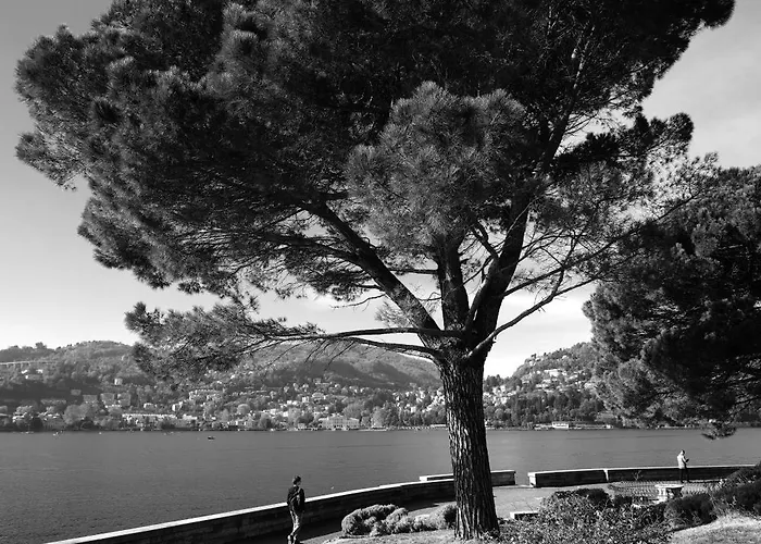 Cao * Brunate
